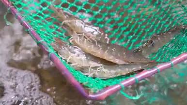 海鲜水产虾鱼鲍鱼系列实拍4K视频的预览图